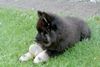 Eurasier Hund