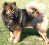 Eurasier Hund