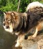 Eurasier Hund