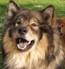 Eurasier Hund