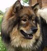 Eurasier Hund