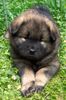 Eurasier Hund