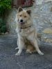 Eurasier Hund