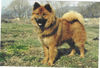 Eurasier Hund