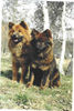 Eurasier Hund