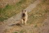 Eurasier Hund