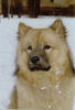 Eurasier Hund