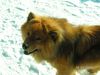 Eurasier Hund