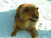 Eurasier Hund