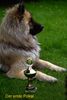 Eurasier Hund