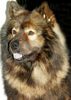 Eurasier Hund