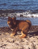 Eurasier Hund