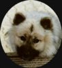 Eurasier Hund