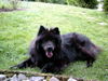 Eurasier Hund