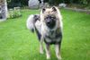 Eurasier Hund