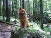 Eurasier Hund