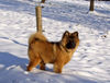 Eurasier Hund