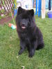 Eurasier Hund