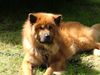 Eurasier Hund