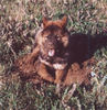 Eurasier Hund