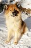 Eurasier Hund