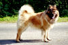 Eurasier Hund