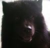 Eurasier Hund