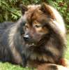 Eurasier Hund