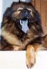 Eurasier Hund