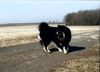 Eurasier Hund