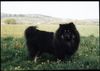 Eurasier Hund