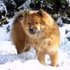 Eurasier Hund