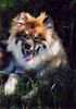 Eurasier Hund