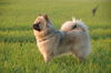 Eurasier Hund