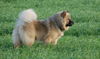 Eurasier Hund