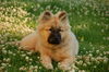 Eurasier Hund