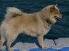 Eurasier Hund