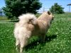 Eurasier Hund