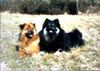 Eurasier Hund