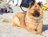 Eurasier Hund