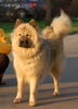 Eurasier Hund