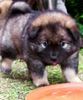 Eurasier Hund