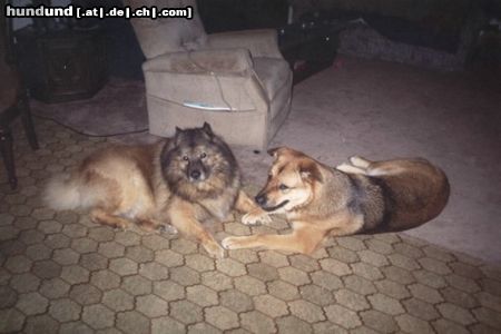 Eurasier unsere Babys Sammy & Thora