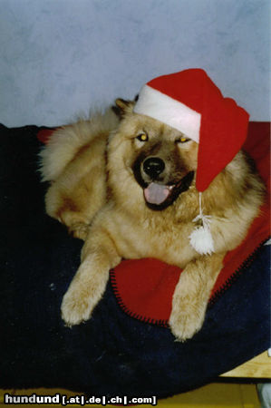 Eurasier Ho,ho,ho!