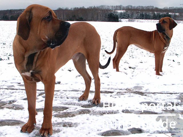 Fila Brasileiro, Cao de Fila, Brasilianische Dogge Foto ...