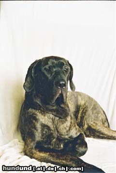 Fila Brasileiro Beatriche Morena