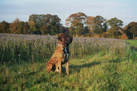 Fila Brasileiro Gringo genießt den Herbst