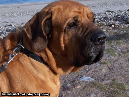 Fila Brasileiro Unser Hund Carlos an der Ostsee !