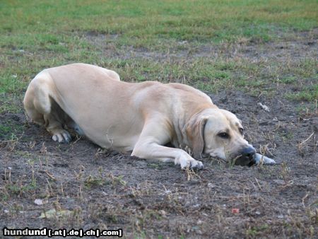 Fila Brasileiro IWA z Pogranicza 1jaerige Huendin