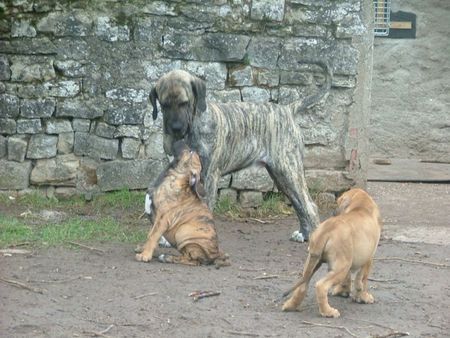 Fila Brasileiro Pap ich liebe Dich